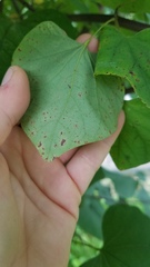 Cercospora