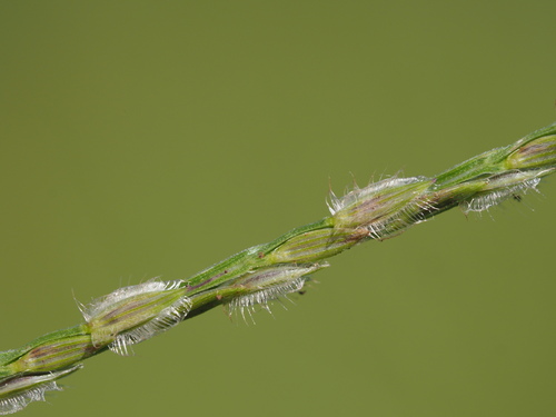 Digitaria bicornis, 2023-03-13