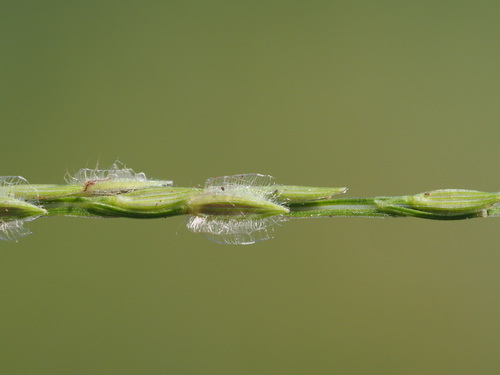 Image of Asian Crabgrass (Digitaria bicornis) by (c) Kevin Faccenda, some rights reserved (CC BY)