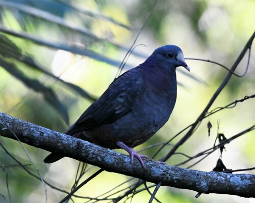 White-fronted Quail-Dove (Geotrygon leucometopia), photo 4