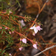 Boronia floribunda