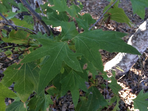 iNaturalist observation photo of western sycamore