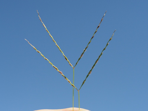 Image of Asian Crabgrass (Digitaria bicornis) by (c) Kevin Faccenda, some rights reserved (CC BY)