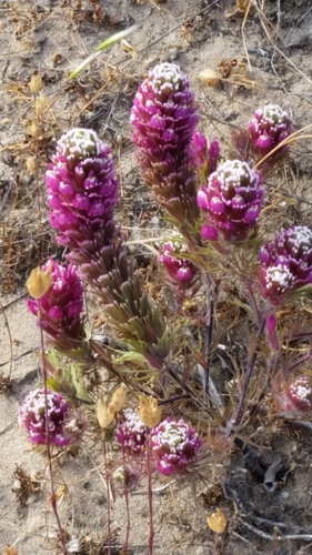 Exserted Indian Paintbrush