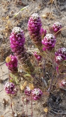 Castilleja exserta latifolia