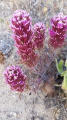 Castilleja exserta latifolia