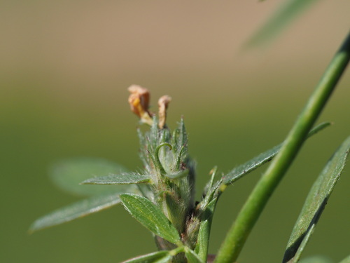 Image of Pencilflower (Stylosanthes scabra) by (c) Kevin Faccenda, some rights reserved (CC BY)