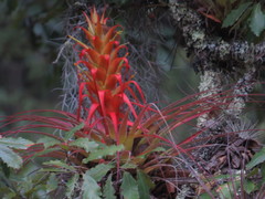 Tillandsia calothyrsus