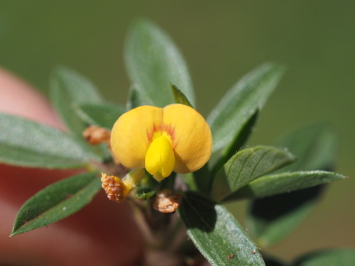 Image of Stylosanthes scabra by (c) Kevin Faccenda, some rights reserved (CC BY)