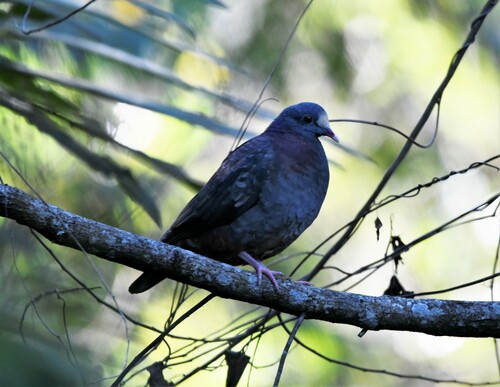 White-fronted Quail-Dove (Geotrygon leucometopia), photo 10