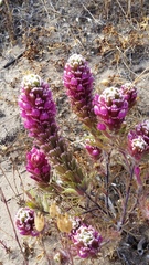 Castilleja exserta latifolia