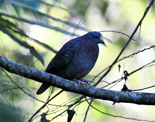 White-fronted Quail-Dove (Geotrygon leucometopia), photo 5
