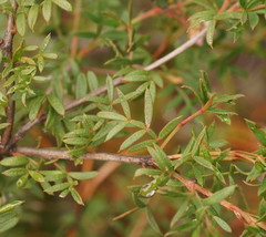 Boronia floribunda