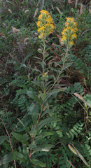 Solidago petiolaris