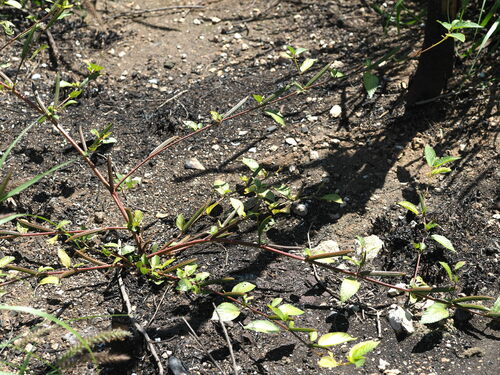 Corchorus olitorius observed 2023-03-13