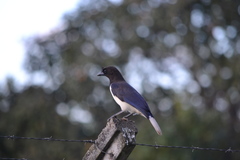 Cyanocorax cristatellus