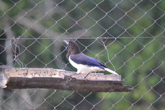 Cyanocorax cristatellus