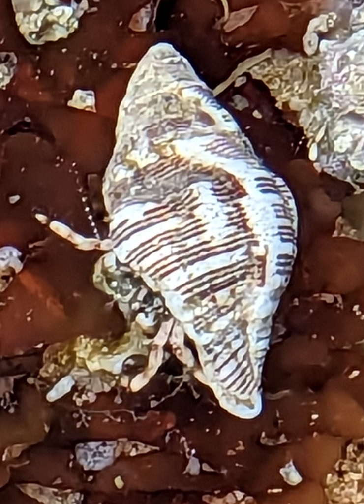 bandclaw hermit