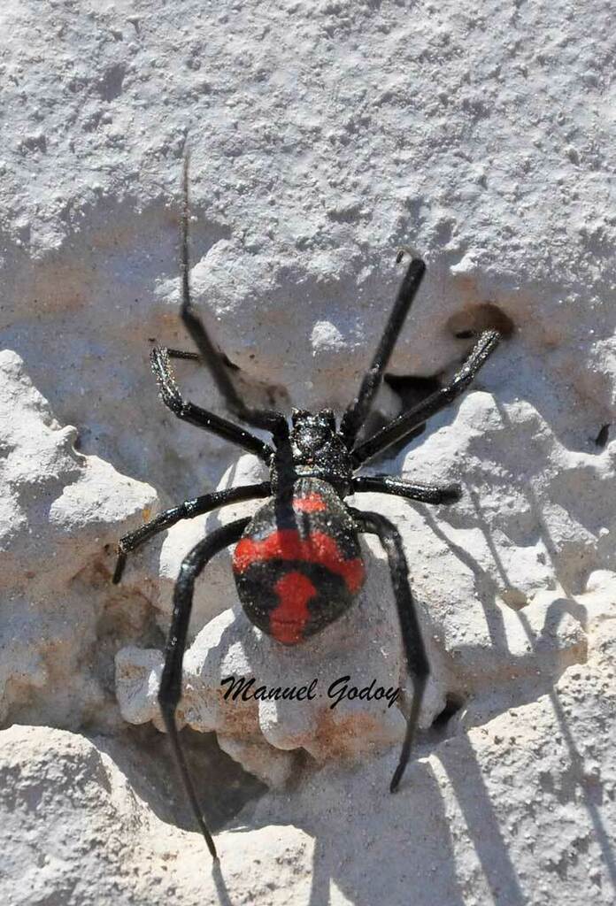 Latrodectus quartus