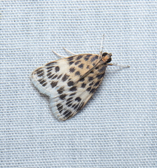 Erpis macularis