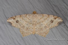 Macaria notata