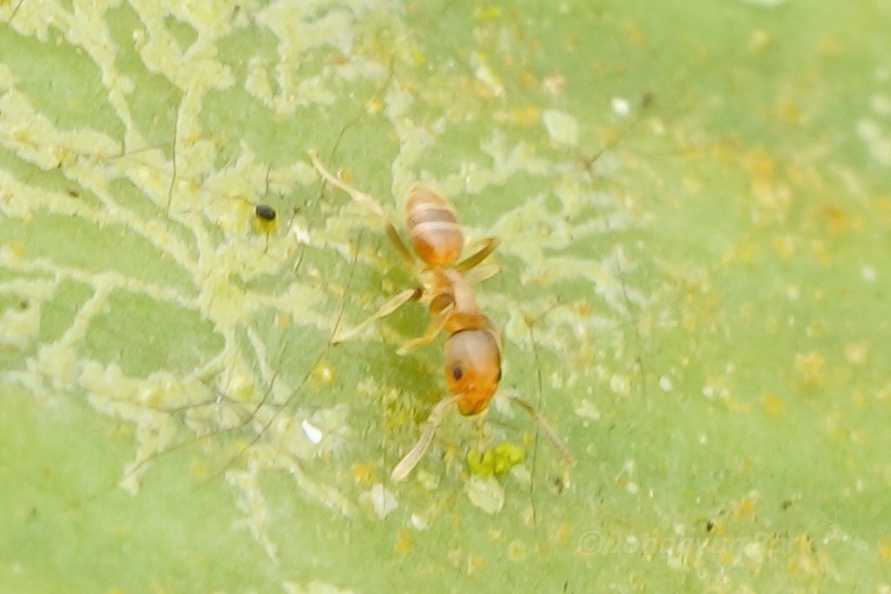 Loweriella boltoni