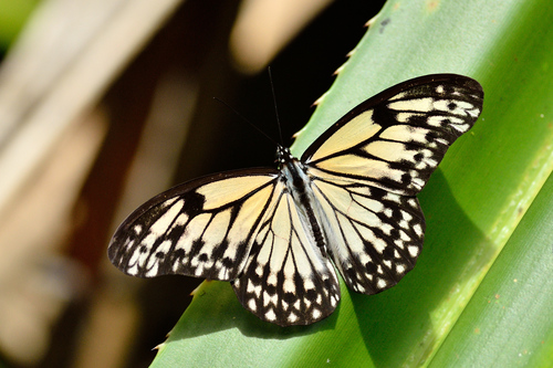 Zethera hestioides