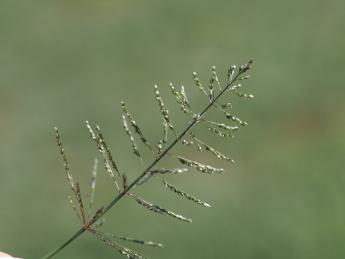 Sporobolus coromandelianus