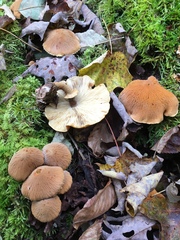 Cystoderma amianthinum rugosoreticulatum