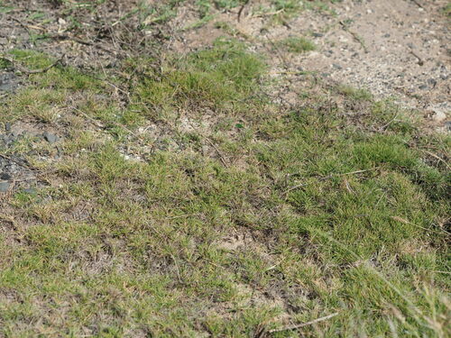 Image of Zoysia matrella by (c) Kevin Faccenda, some rights reserved (CC BY)