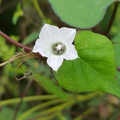 Ipomoea obscura