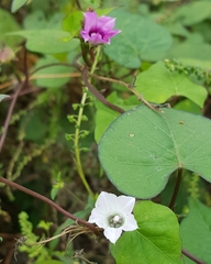 Ipomoea obscura
