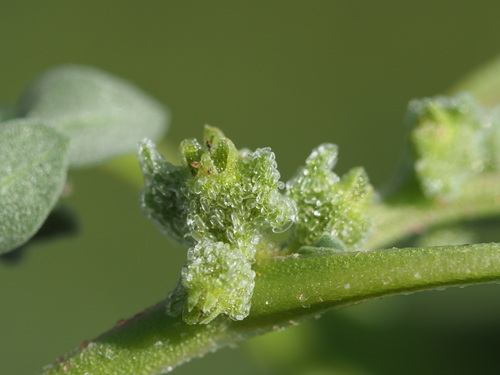 Image of Tetragonia echinata by (c) Kevin Faccenda, some rights reserved (CC BY)