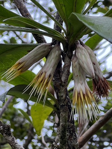 Hesperomannia lydgatei observed 2022-09-29