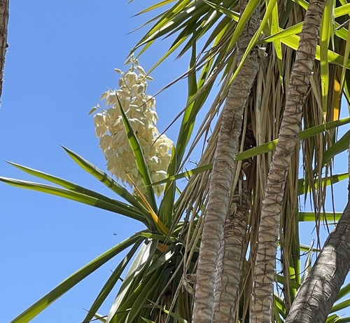 Yucca gigantea