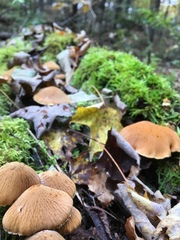 Cystoderma amianthinum rugosoreticulatum