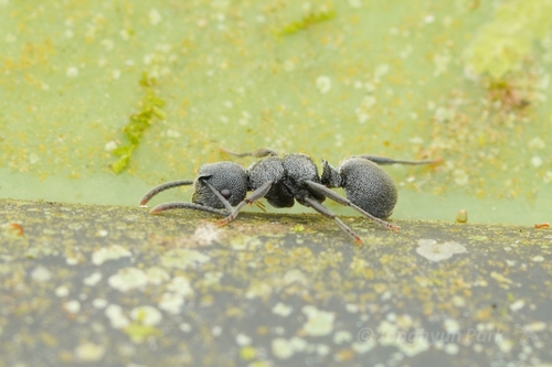 Echinopla rugosaEchinopla rugosa
