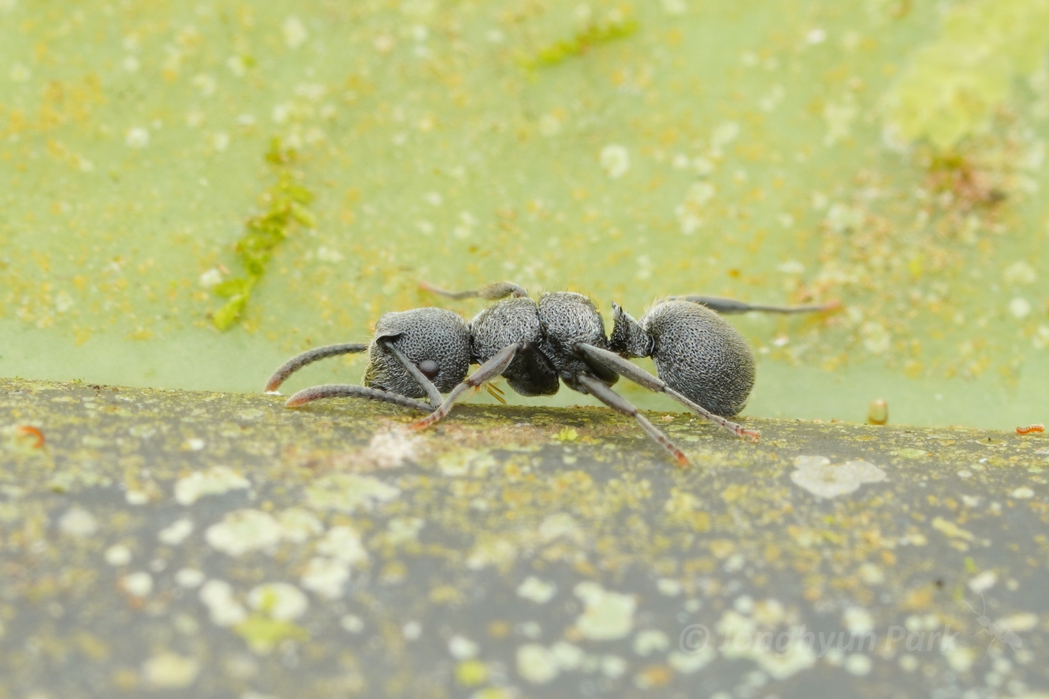 Echinopla rugosa