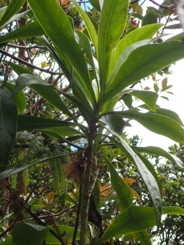 Hesperomannia lydgatei observed 2019-05-15