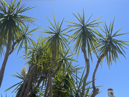 Yucca gigantea