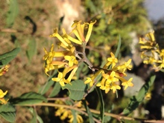 Wikstroemia canescens