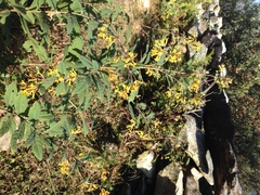 Wikstroemia canescens