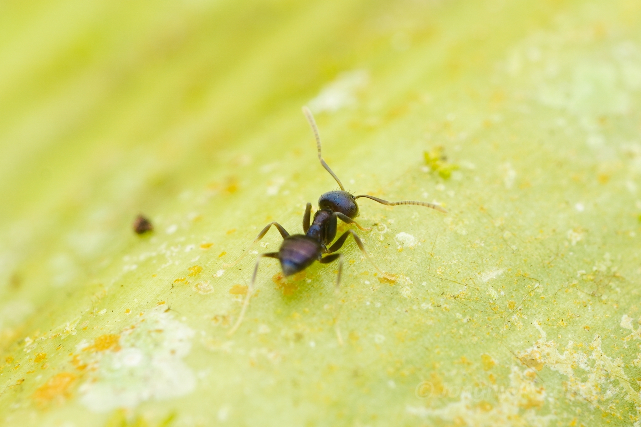 Paraparatrechina malaccana