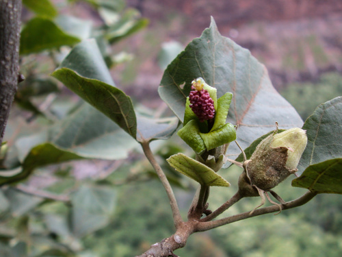 Hibiscadelphus distans
