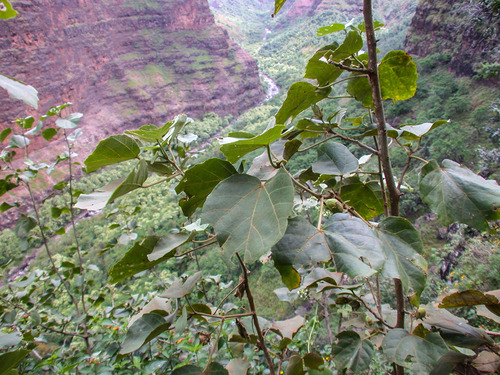 Hibiscadelphus distans
