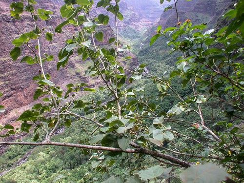 Hibiscadelphus distans