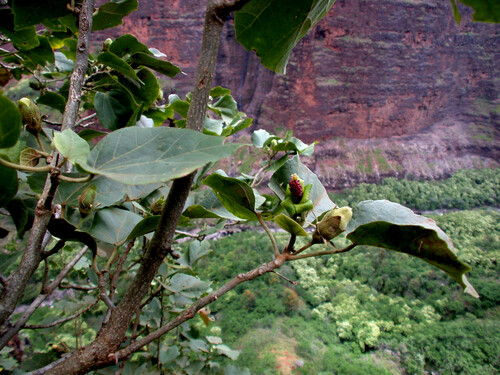 Hibiscadelphus distans