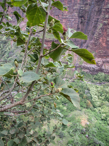 Hibiscadelphus distans