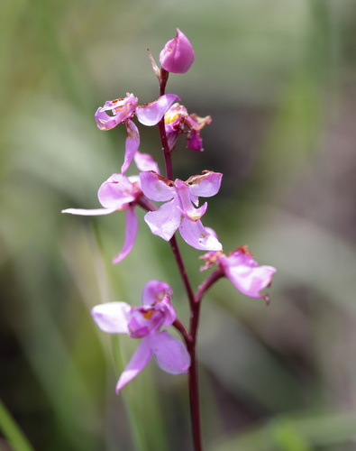 Image of Calopogon multiflorus by (c) Lauren McLaurin, some rights reserved (CC BY)