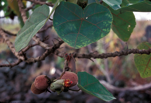 Hibiscadelphus hualalaiensis